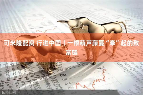可米隆配资 行进中国丨一根葫芦藤蔓“牵”起的致富链